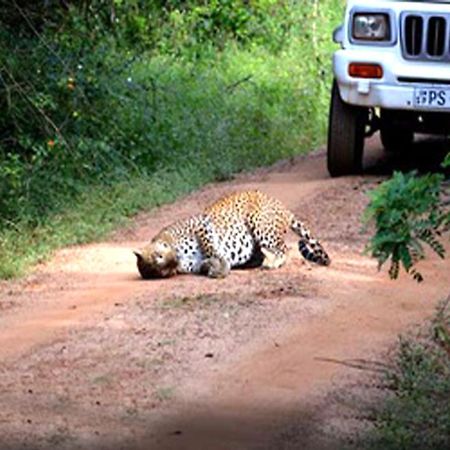 Nature Resort - Yala Safari Village Тисамахарама Екстериор снимка
