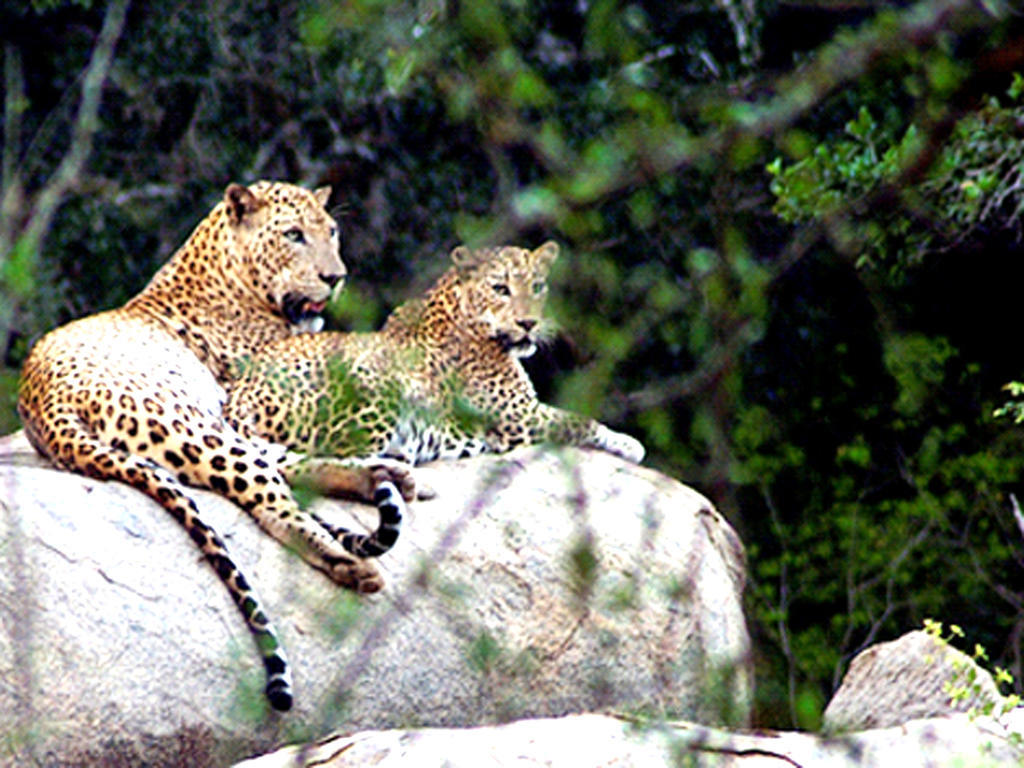Nature Resort - Yala Safari Village Тисамахарама Екстериор снимка