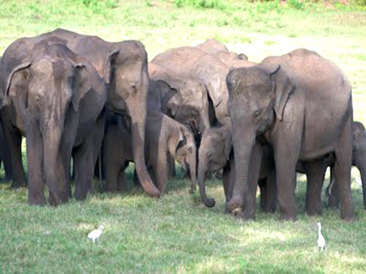 Nature Resort - Yala Safari Village Тисамахарама Екстериор снимка