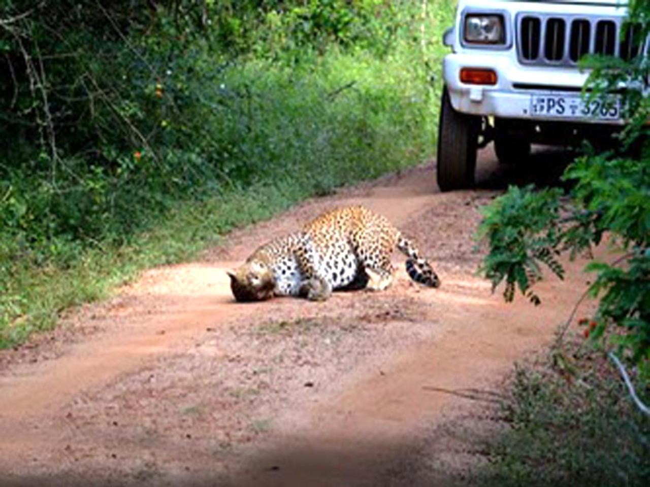 Nature Resort - Yala Safari Village Тисамахарама Екстериор снимка