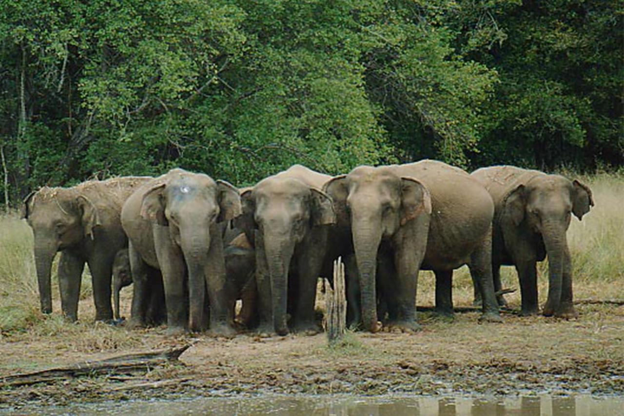Nature Resort - Yala Safari Village Тисамахарама Екстериор снимка