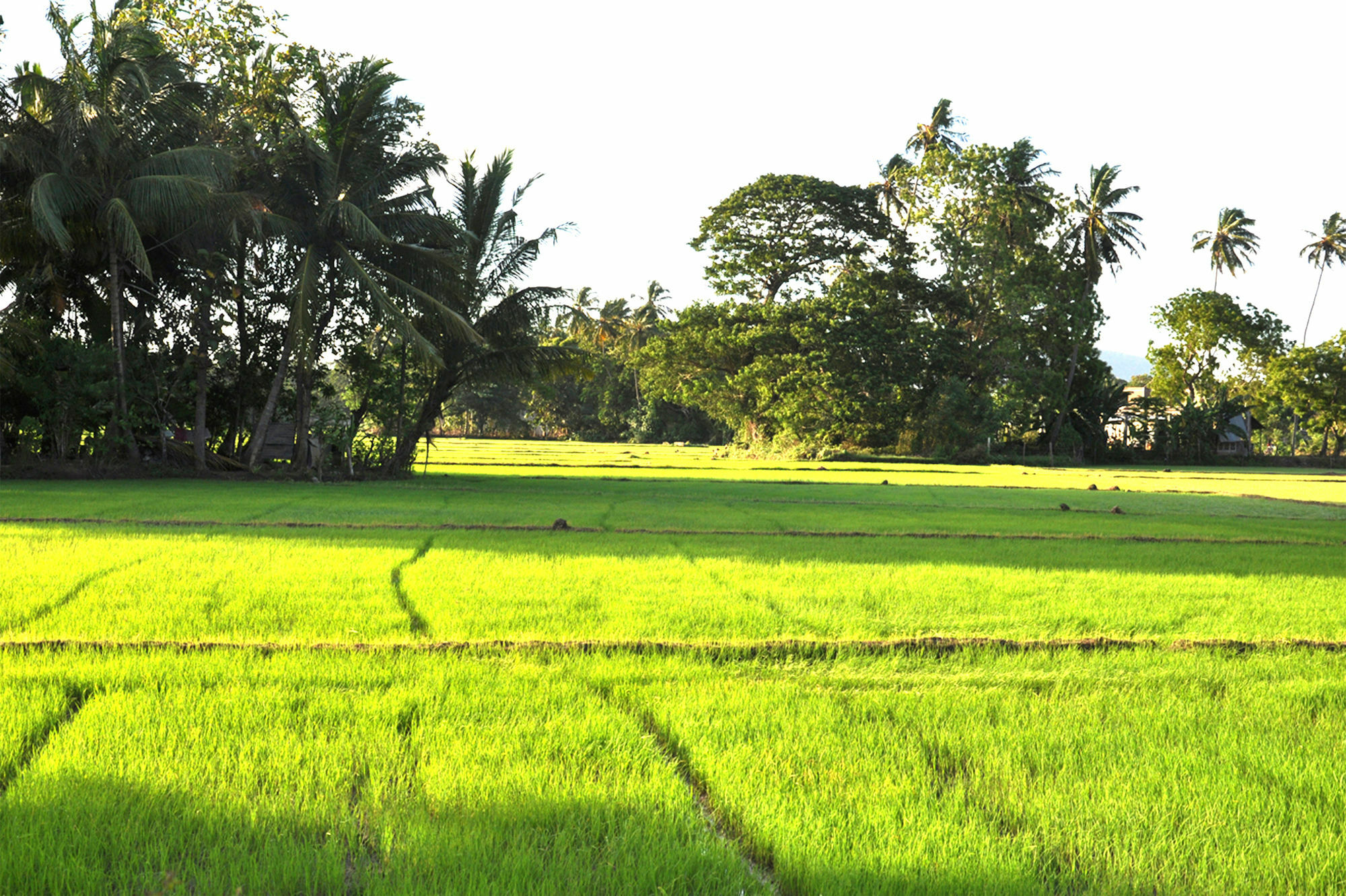 Nature Resort - Yala Safari Village Тисамахарама Екстериор снимка